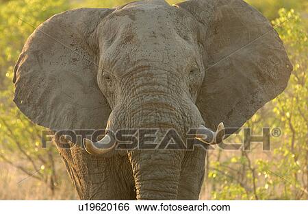 African Elephant View Large Photo Image Stock Photograph - African Elephant. Fotosearch