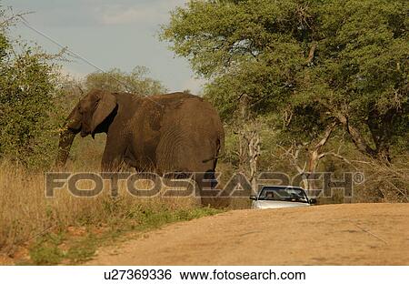 Stock Photograph - African Elephant. Fotosearch