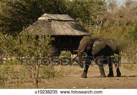 Stock Photography - African Elephant. Fotosearch