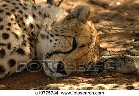 Picture - Cheetah. Fotosearch