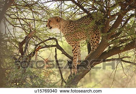 Stock Image - Cheetah. Fotosearch
