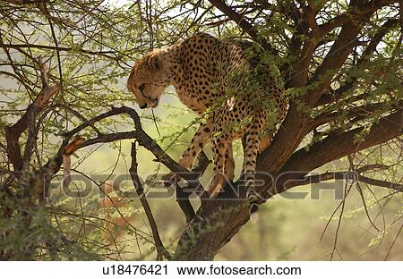 Stock Image - Cheetah. Fotosearch