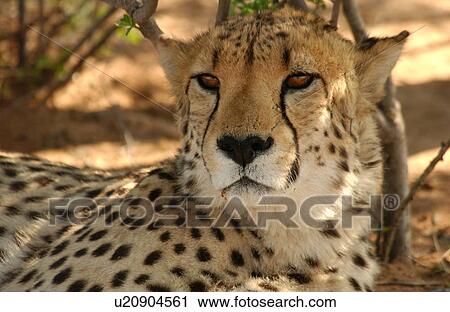 Stock Image - Cheetah. Fotosearch