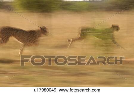 Stock Photo - Cheetah. Fotosearch