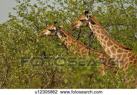 Stock Image - Giraffe. Fotosearch