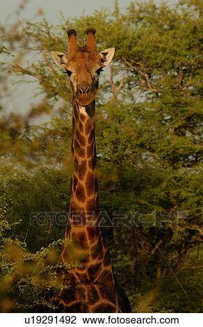 Giraffe View Large Photo Image Stock Image - Giraffe. Fotosearch