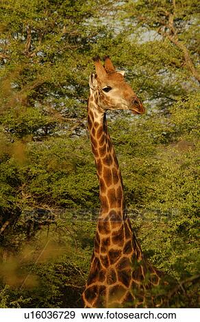 Stock Photo - Giraffe. Fotosearch