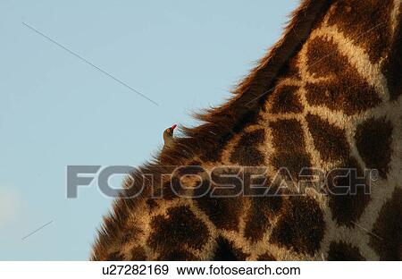 Giraffe View Large Photo Image Stock Photo - Giraffe. Fotosearch