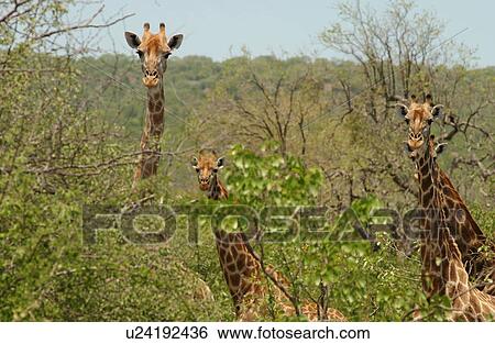 Giraffe View Large Photo Image Stock Photograph - Giraffe. Fotosearch