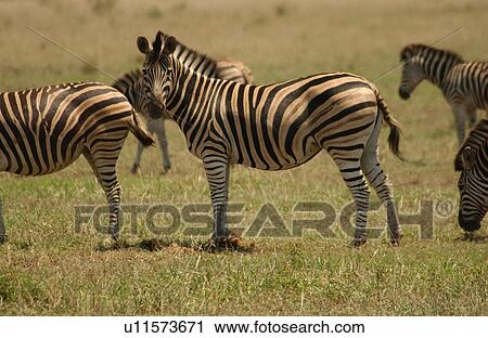 Stock Image - Kruger National Park, South Africa - Zebra. Fotosearch