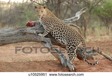 Stock Image - Leopard. Fotosearch