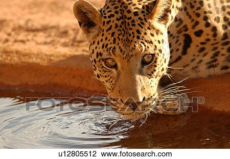 Leopard View Large Photo Image Stock Image - Leopard. Fotosearch