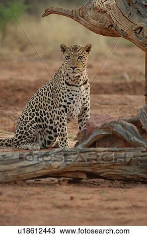 Leopard View Large Photo Image Stock Image - Leopard. Fotosearch