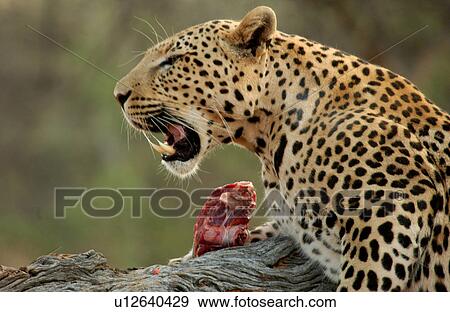 Leopard View Large Photo Image Stock Photo - Leopard. Fotosearch