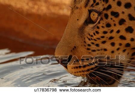 Stock Photo - Leopard. Fotosearch
