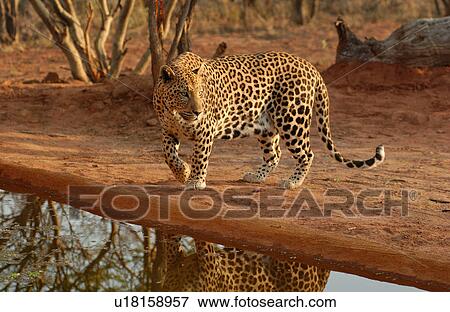 Leopard View Large Photo Image Stock Photo - Leopard. Fotosearch