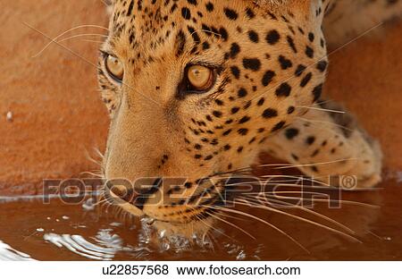 Leopard View Large Photo Image Stock Photo - Leopard. Fotosearch