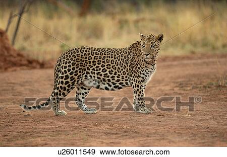 Leopard View Large Photo Image Stock Photo - Leopard. Fotosearch