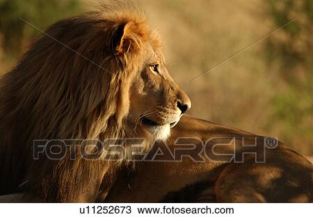 Lions View Large Photo Image Stock Image - Lions. Fotosearch