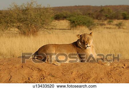 Lions View Large Photo Image Stock Image - Lions. Fotosearch