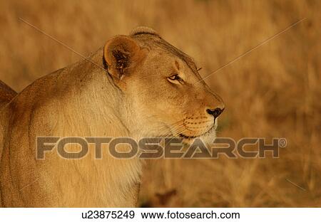 Lions View Large Photo Image Stock Photo - Lions. Fotosearch