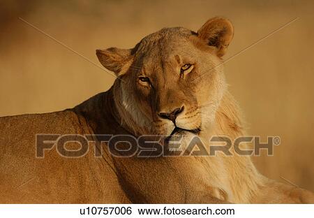 Stock Photograph - Lions. Fotosearch