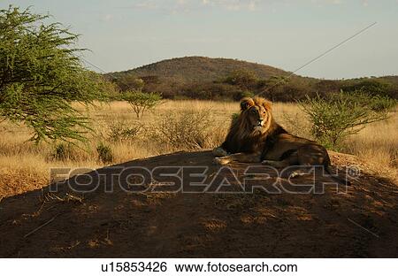 Stock Photograph - Lions. Fotosearch