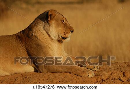 Lions View Large Photo Image Stock Photograph - Lions. Fotosearch