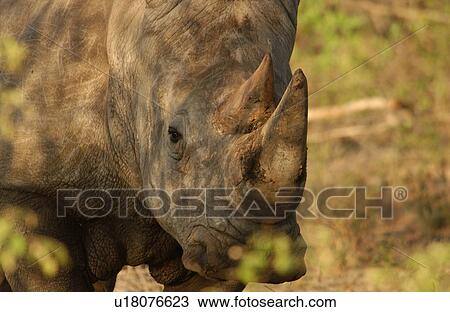 White Rhino View Large Photo Image Stock Image - White Rhino. Fotosearch