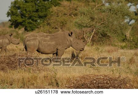 White Rhino View Large Photo Image Stock Photo - White Rhino. Fotosearch