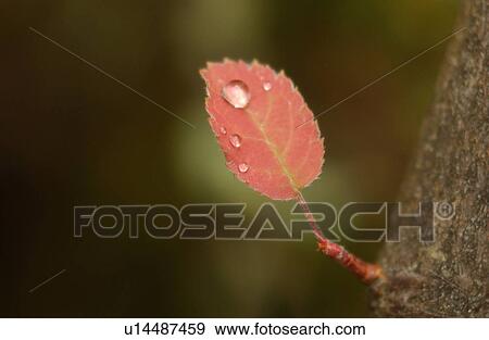A leaf sprouting from the bark of a tree View Large Photo Image Stock Photo - A leaf sprouting from the bark of a tree. Fotosearch