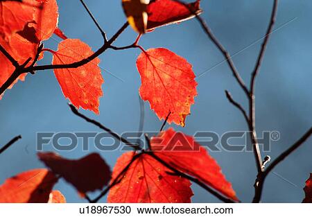 Autumn Colors View Large Photo Image Stock Image - Autumn Colors. Fotosearch