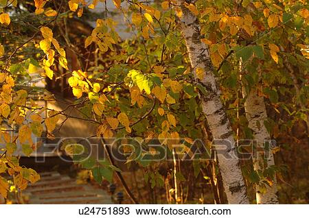 Stock Image - Autumn leaves on a tree. Fotosearch