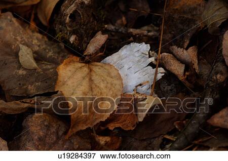Stock Photo - Autumn Leaves. Fotosearch