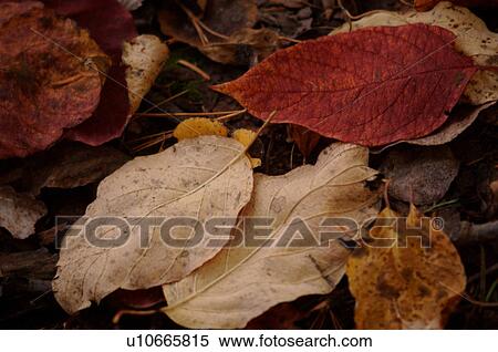 Stock Photography - Canada in autumn. Fotosearch
