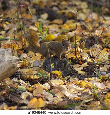 Stock Image - Chipmunk Amongst Fallen Autumn Leaves. Fotosearch