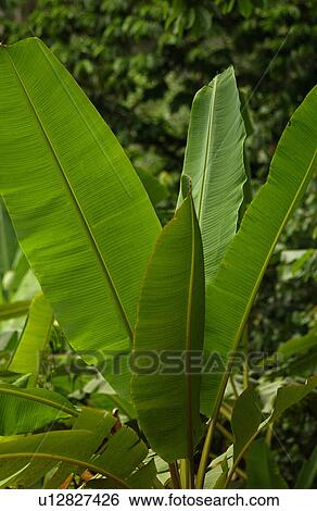 Close-up of a broad leafed plant View Large Photo Image Stock Photograph - Close-up of a broad leafed plant. Fotosearch