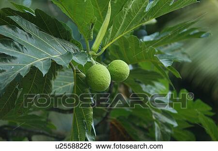 Close-up of a green fruit on a tree View Large Photo Image Stock Photograph - Close-up of a green fruit on a tree. Fotosearch