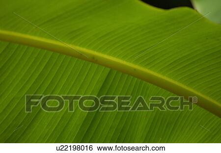 Stock Photograph - Close-up of a leaf. Fotosearch
