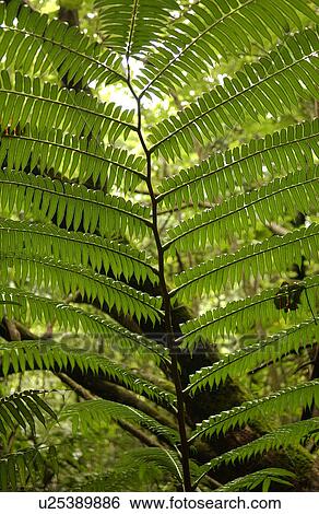 Close-up of a topical plant View Large Photo Image Stock Photograph - Close-up of a topical plant. Fotosearch