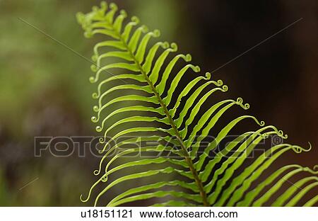 Close-up of a tropical plant leaf View Large Photo Image Stock Image - Close-up of a tropical plant leaf. Fotosearch