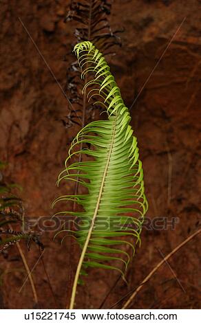 Close-up of a tropical plant leaf View Large Photo Image Stock Photography - Close-up of a tropical plant leaf. Fotosearch