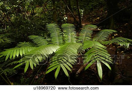 Close-up of a tropical plant View Large Photo Image Stock Image - Close-up of a tropical plant. Fotosearch