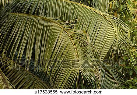 Stock Photography - Close-up of broad leafed trees in a forest. Fotosearch