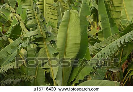 Close-up of broad leafed trees View Large Photo Image Stock Image - Close-up of broad leafed trees. Fotosearch