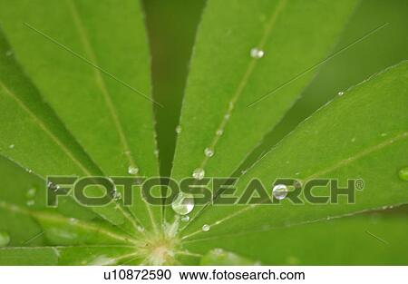 Close-up of dew drops on the surface of a leaf View Large Photo Image Stock Image - Close-up of dew drops on the surface of a leaf. Fotosearch