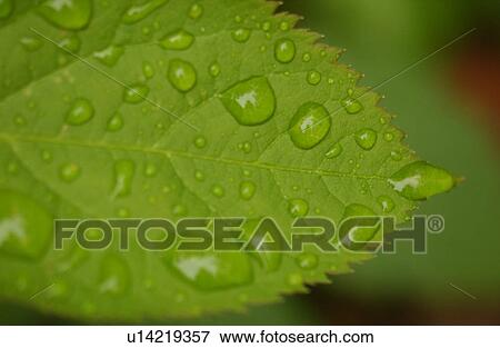 Stock Photo - Close-up of dew drops on the surface of a leaf. Fotosearch