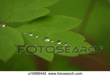 Stock Photography - Close-up of dew drops on the surface of a leaf. Fotosearch