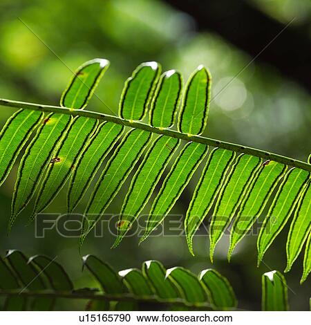 Close Up of Fern Leaf View Large Photo Image Stock Image - Close Up of Fern Leaf. Fotosearch