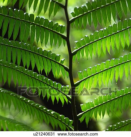 Close Up of Fern Leaf View Large Photo Image Stock Image - Close Up of Fern Leaf. Fotosearch